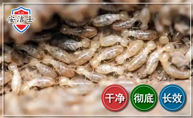 普陀区白蚁防治