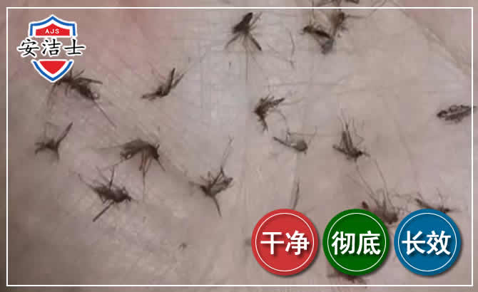 普陀区蚊子防治-灭蚊