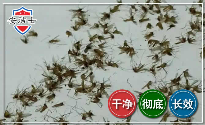 普陀区苍蝇防治-灭蝇