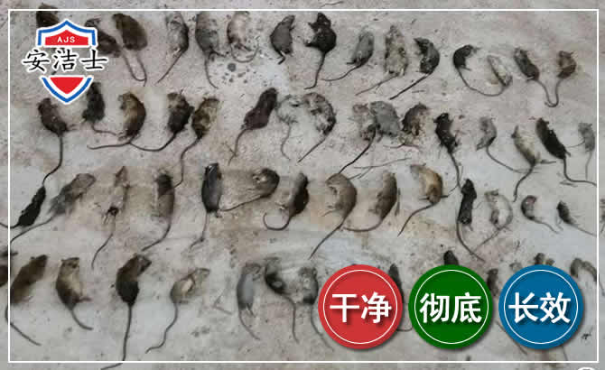 普陀区鼠害防治-灭鼠