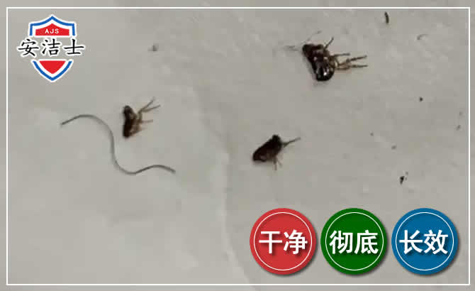 普陀区跳蚤防治-灭跳蚤