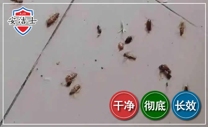 普陀区蟑螂防治-灭蟑螂