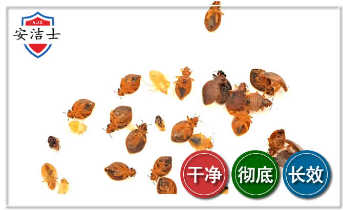 普陀区臭虫防治-消灭臭虫